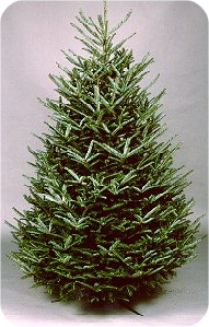 fraser fir