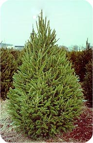 norway spruce